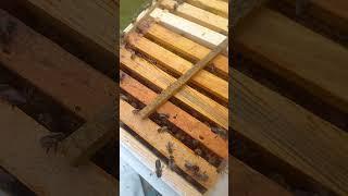минус разделительных решеток #пчелиныйрой #beekeeper #bee
