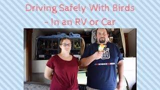 Driving Safely With Birds - In an RV or Car