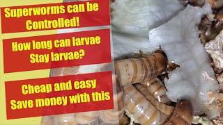 You can control Superworm breeding and here's how - Zophobas morio care #Shorts