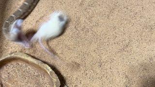 red diamondback rattlesnake instant stretchs a rat!