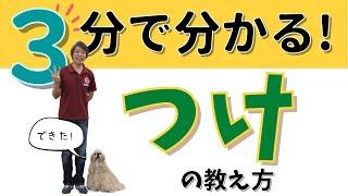 【犬のしつけ】つけ（ヒールポジション）の教え方決定版【3分で分かる】