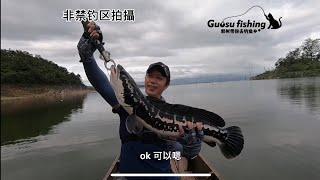 游钓泰国 野生多曼鱼 ！fishing