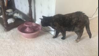 Ruby checks out our new fountain from Wet Whiskers Fountains