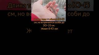 интересные факты о рыбе и ее ловле. часть 7 #рыбалка #fishing