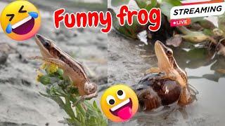 Catching funny frog make you laugh | funny frog jumping live LIVE ️ ep-5