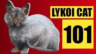 Lykoi Cat 101 : 8 Essential Things to Know Before Adopting The Wolf Cat 