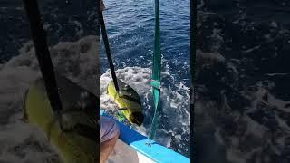 Fishing for a beautiful Mahi Mahi