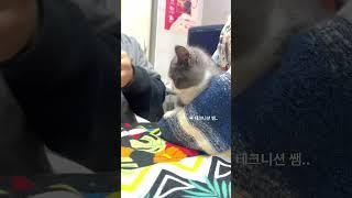 [속보]동물병원 흔한 아기고양이 진료 현장. 집사 “서운” #shorts #cat