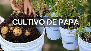 Cómo cultivar papa en casa con poco espacio//cultivo desde la siembra hasta la cosecha