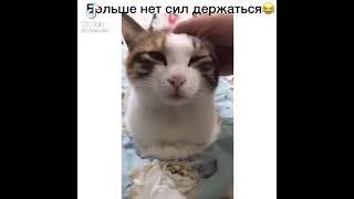 нет сил! #кошка #shorts #pro #марсель #хайп