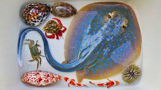 Catch stingray and hermit crabs, snails, conch, eels, crabs, sea fish, octopus, nemo fish, fish