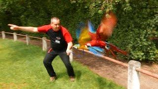 German Flight Club Harness Flying Parrots in Germany (4K Video)