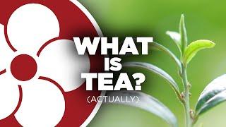 WHAT IS TEA, ACTUALLY??