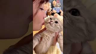 "My cat doesn't like kisses at all, but I force my affection on her."#cat #catshorts  #pets