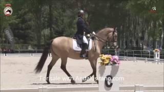 GP lusitano in competition