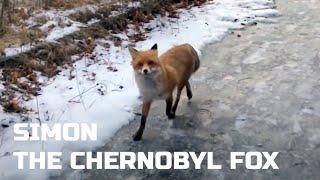 A walk in Pripyat with Simon the Chernobyl Fox