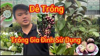 Top 10 Cây Ăn Quả Dễ Trồng Ngon [ Nhanh Quả ] Trồng Kinh Tế, Gia Đình