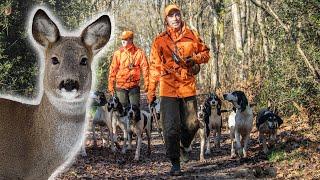 Chasse du Chevreuil au Chien Courant - Chasser/Cuisiner/Manger !