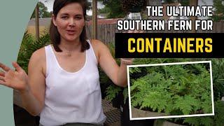 The best fern for containers in the south | Catherine Arensberg