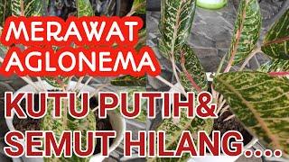 Cara merawat aglonema(mengatasi kutu putih, semut dan penyakit lainnya)