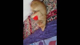 Best funny Oggy cat video #funny_cat #funny_pet_video #cat #oggythecat