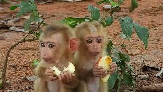 How to make friends with a monkey  cute baby  monkey  and his friends are eating happily together