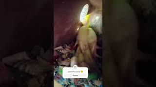 #vavachu poxy trend