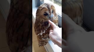 Oh My GodWait for andHow an Owl BitesShorts #cute #animals #viral #viralvideo