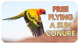 Free Flight Training Sun Conures | Phoenix The Sun Conure