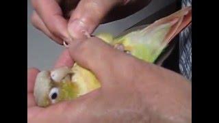 Green Cheek Conure getting his nails clipped