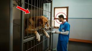 Shelter Worker Ignores Crying Dog For Weeks. Then Vet Looks Closer And Gasps In Disbelief!