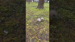 в мире животных# мир#красотадуши #жизнь #белки #животные