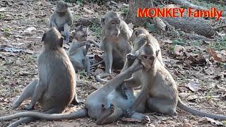 MONKEY PLAYING ON THE GROUND | MONKEY ANGKOR TEMPLE 2020