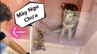 Mật Và Sen Mắc Kẹt Trong Lồng Kính - My Alaska Dog HONEY Trapped In A Glass Cage - Mật Pet Family