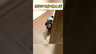 初見の部屋で嗅覚発揮できるかかくれんぼで試してみた #犬のいる生活 #チワックスひより