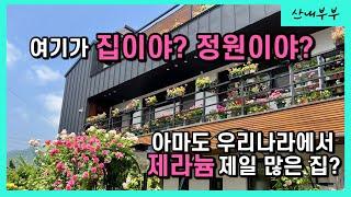 제라늄 나눔 이벤트 | 정원같은 집 | 제라늄 종류가 1000종?