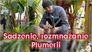Sadzenie, rozmnażanie plumerii. Cz.nr2. Plumerie w donicach, duże sadzonki, uprawa link pod filmem.
