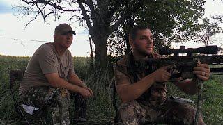 Coyote Hunting on a Limb