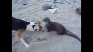 Crazy river otter plays with dog in Panamanian jungle village!