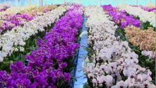 How Orchids are Packaged & Shipped - Just Add Ice Orchids