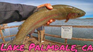 HOT WINTER TROUT BITE | LAKE PALMDALE FIN & FEATHER CLUB | DROPSHOT MINI JIGS | WINTER FEB 2024