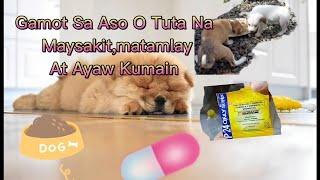 Gamot Sa Aso o Tuta Na Maysakit,Matamlay At Ayaw Kumain