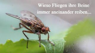 Warum reiben Fliegen ihre Beine aneinander?