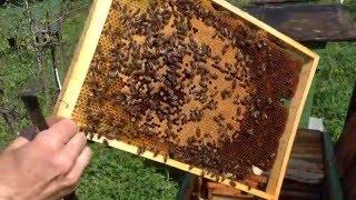 Весняне розширення бджолосімей.