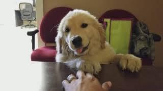 Cute Golden Retriever puppy| Oshies World