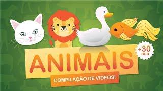 Animais - Compilação de mais de 30 minutos de videos de músicas e atividades com animais!