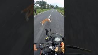 Biker vs Dog Dangerous bike accident #shorts #bikeaccdint #dog #shrots #gixxer155 #shortsfeed #n160