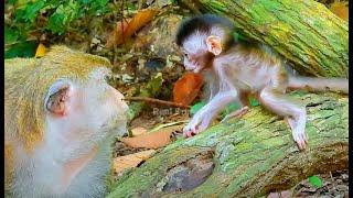 Full Training Time For Newborn Baby Tilly Today | Real Primate