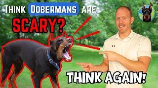 Why You SHOULDN'T Be Scared of a Doberman (At All)