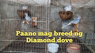 Paano mag breed ng Diamond dove